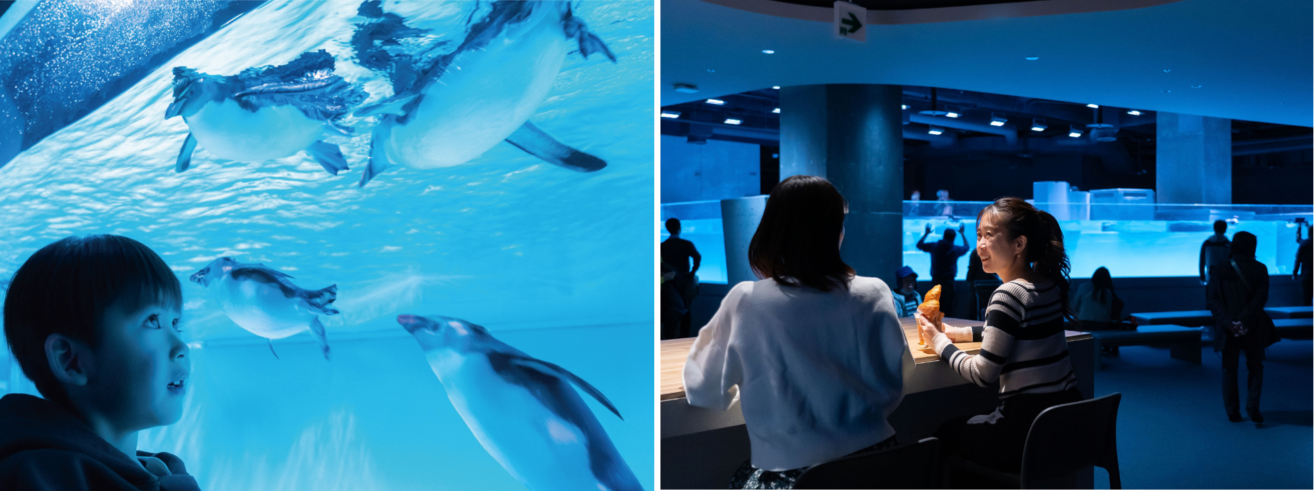 AOAO SAPPOROの館内イメージとして運営元が配布した写真。年間パスポートの利用場面の参考で、混雑や特定の席・生物との出会いを保証する画像ではありません。