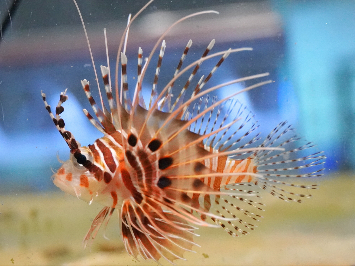 運営元が配布したネッタイミノカサゴの写真。魚のヒレを見比べる展示の対象例で、本サイトが館内で撮影した写真ではありません。