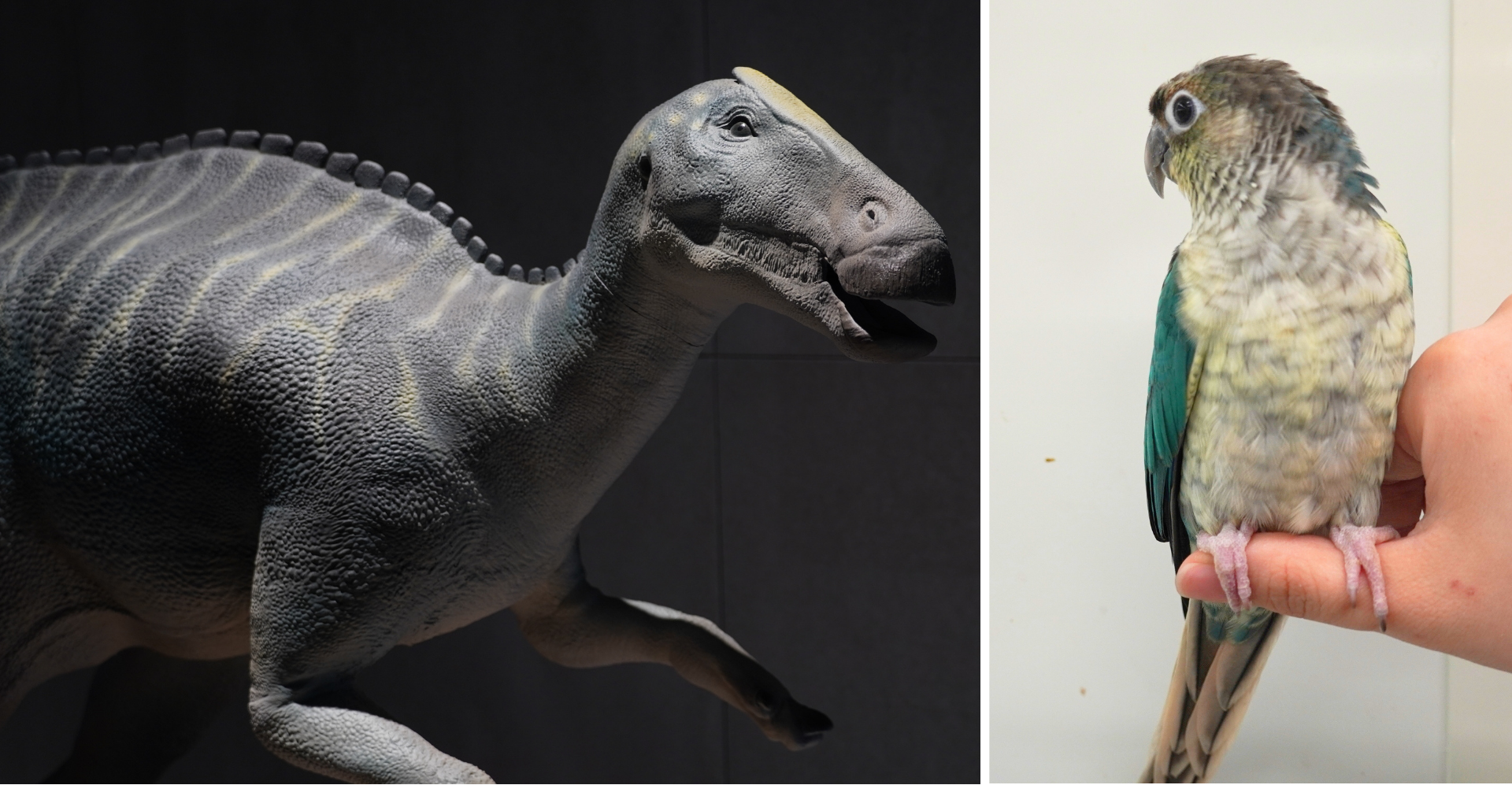 左はカムイサウルスの1/5スケールモデル、右はウロコインコの運営元配布画像。模型と生きた鳥を組み合わせた説明画像で、同じ種類の展示物としては扱いません。