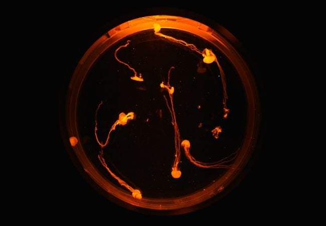 施設が配布したハロウィン仕様のクラゲ水槽イメージ。特別展示の予定は10月29〜31日で、現在の水槽を本サイトが撮影したものではありません。