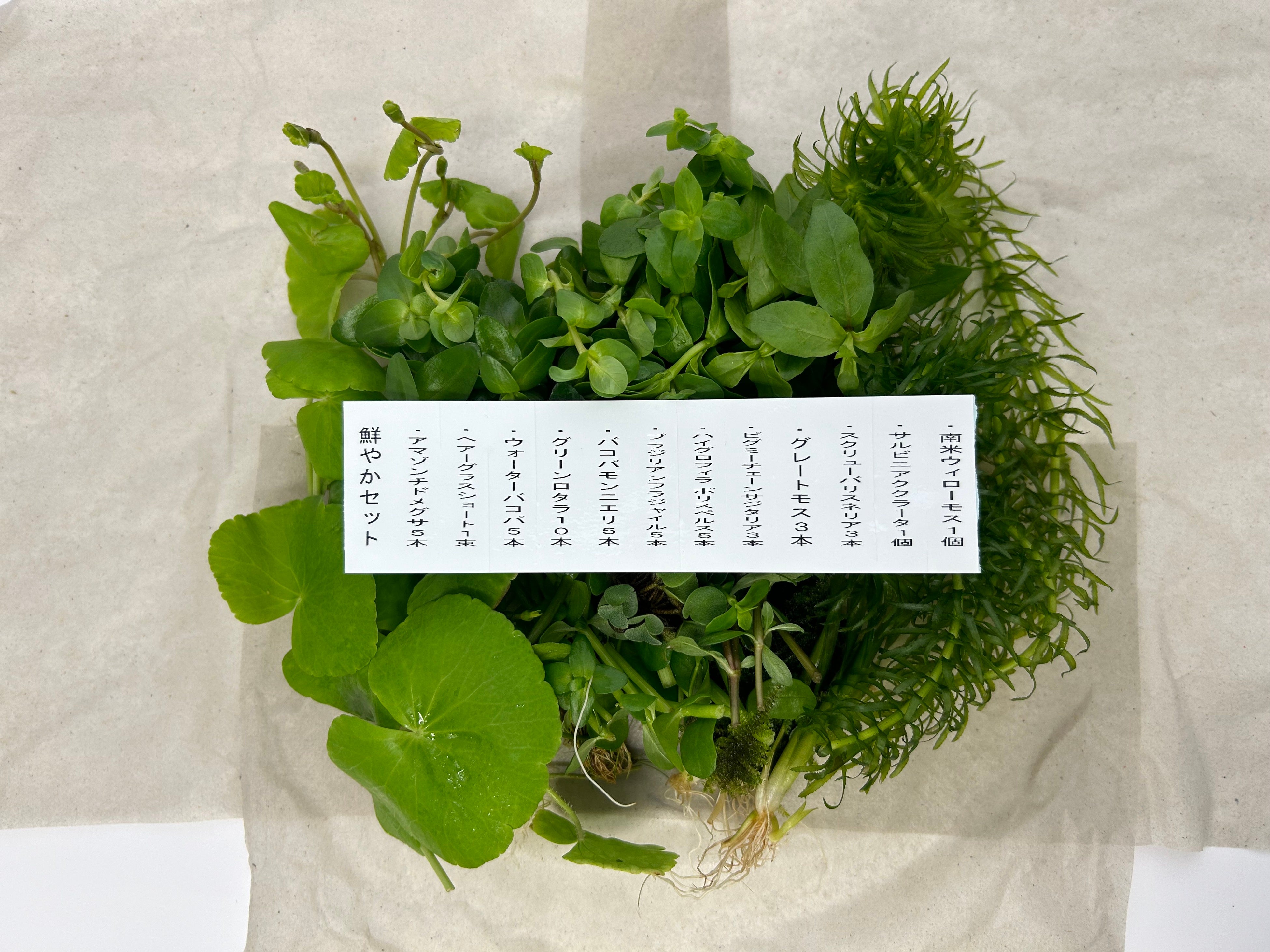 2024年の発表に掲載された水草の配布例。現在届くすべての種類・数量を固定した写真ではなく、季節による一部変更が公式に案内されています。